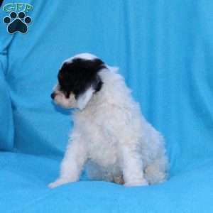 Sparky, Cockapoo Puppy